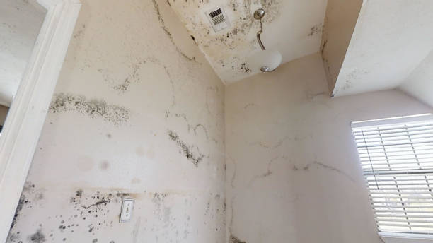 Best Real Estate Mold Inspection  in Abingdon, IL