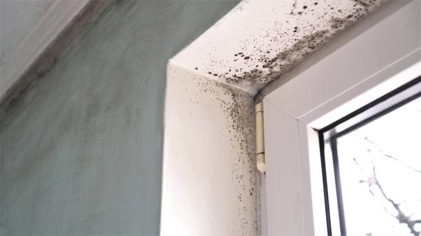 Best Black Mold Removal  in Abingdon, IL